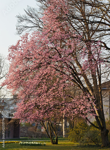 Kwiatnace rozowe drzewo w parku