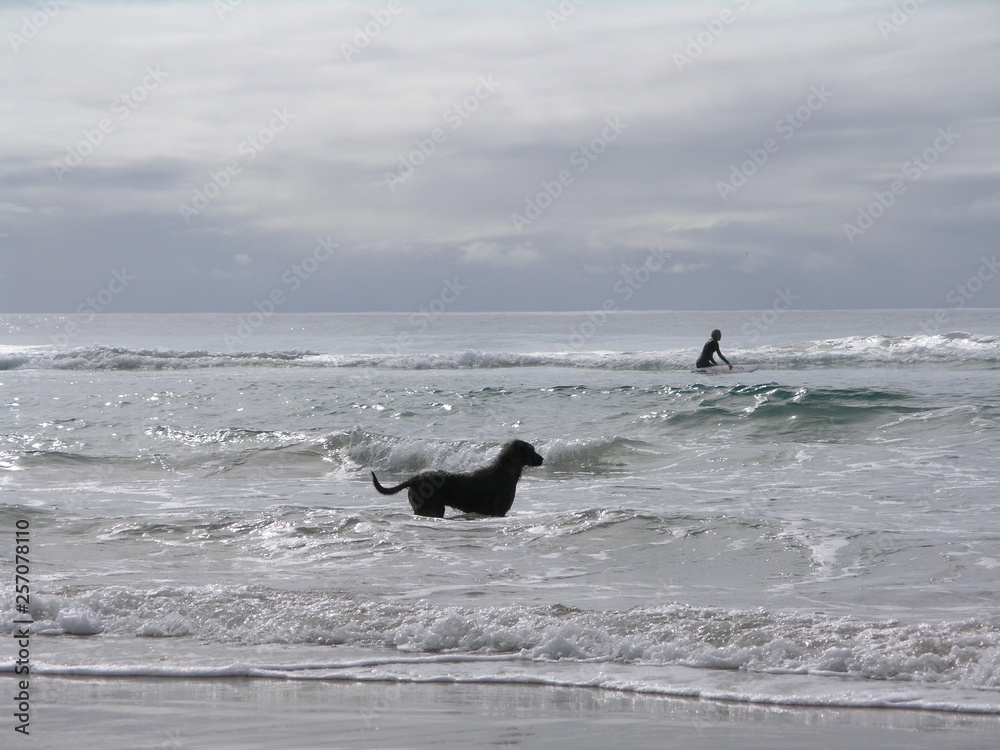 Fototapeta premium Surfer`s Paradise