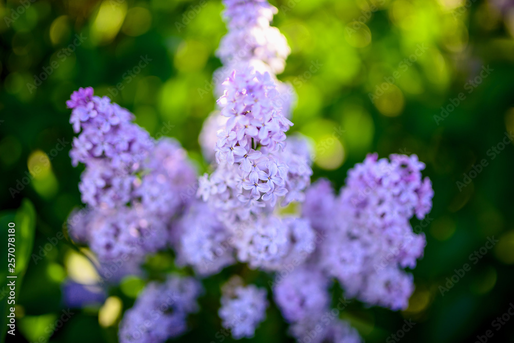 branch of purple lilac on sunny greens background branch of purple lilac on sunny greens background