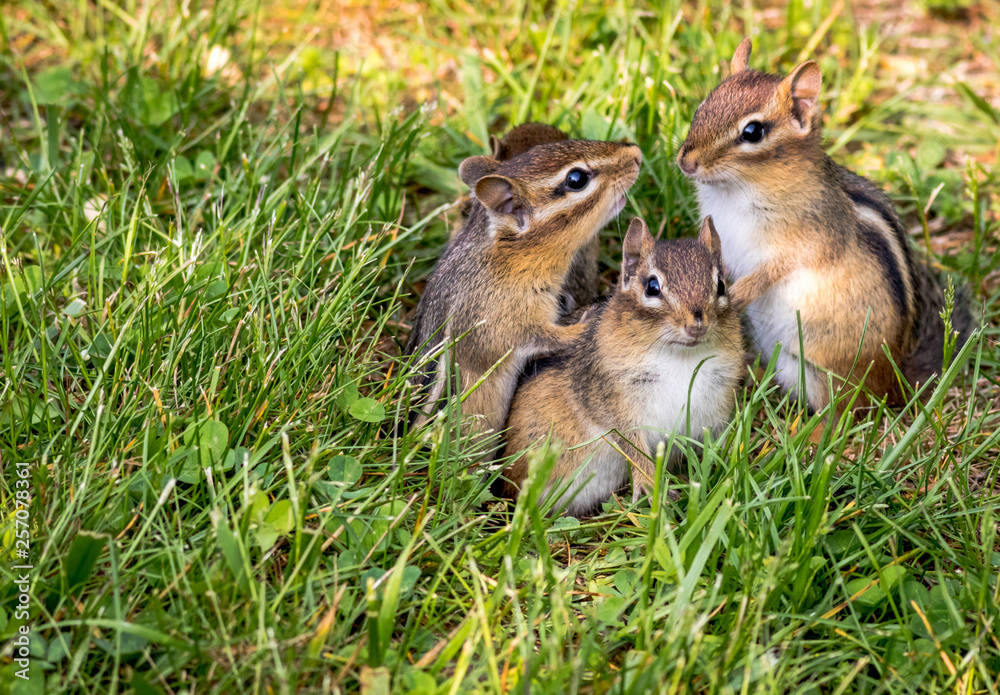 Three Young Eastern Chipmunks, Tamias striatus, in green grass Three Young Eastern Chipmunks, Tamias striatus, in green grass