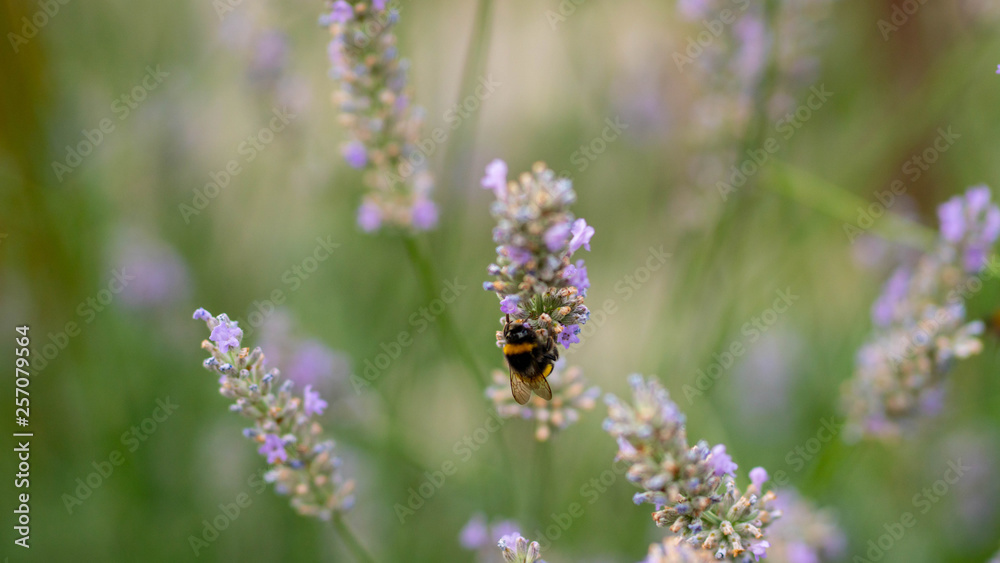 bumblebee on beautiful lavender flowers