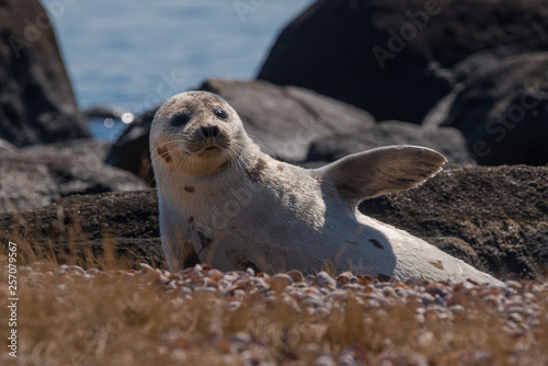 Young harp seal resting in spring sunshine on coastal beach New England beach  