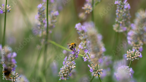 bumblebee on beautiful lavender flowers