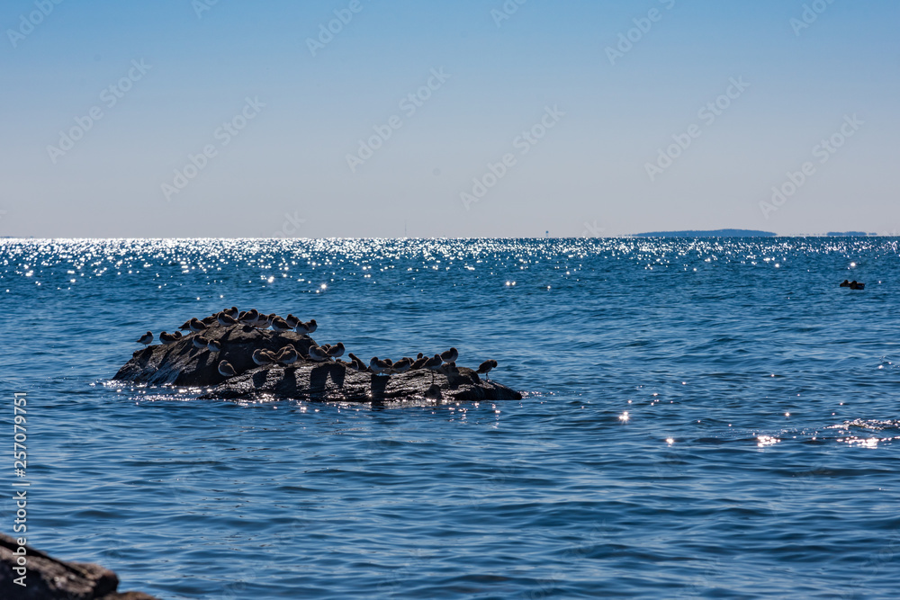 Flock of small coastal birds densely packed on rock in Long Island Sound
