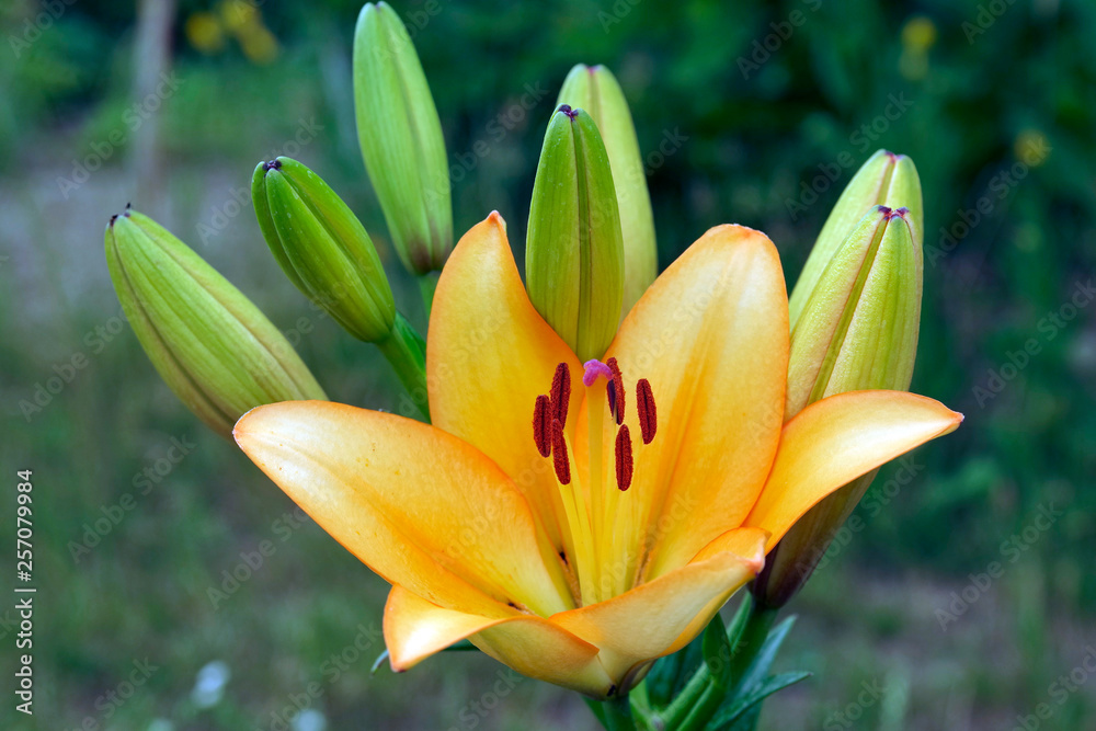 Lily ,flower, tulip, yellow, spring, nature, plant, floral, flowers Lily ,flower, tulip, yellow, spring, nature, plant, floral, flowers