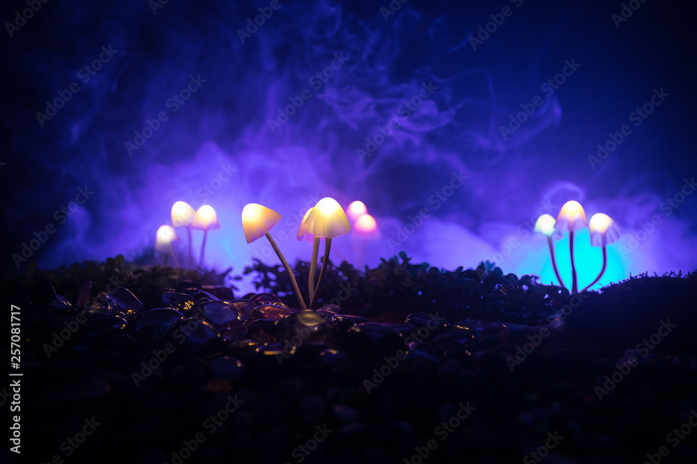 Fantasy Glowing Mushrooms In Mystery Dark Forest Close Up Beautiful