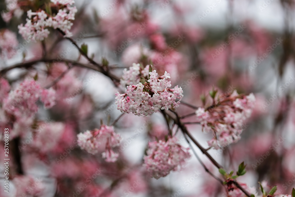 Branch of Viburnum bodnantense Dawn flowering tree in the spring garden Branch of Viburnum bodnantense Dawn flowering tree in the spring garden