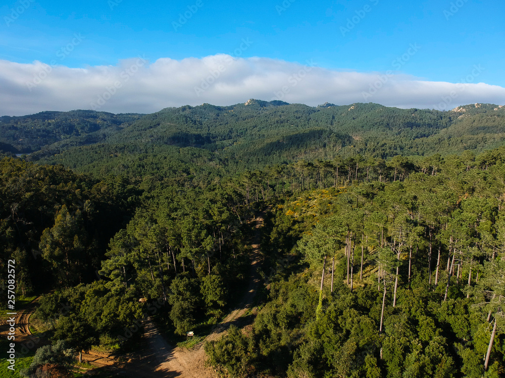 Fototapeta premium Aerial view from a mountain covered by trees.
