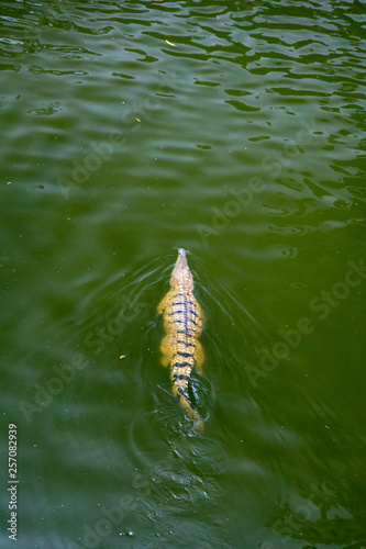 Freshwater crocodile (Crocodylus johnsoni) swimming in a pond photo