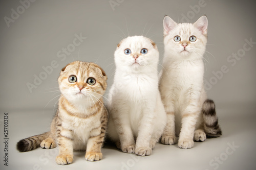 Fototapeta Naklejka Na Ścianę i Meble -  Scottish cat on colored backgrounds