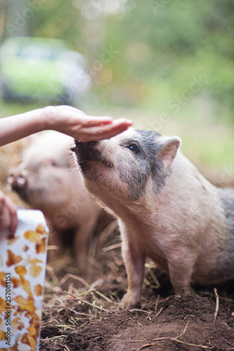 Feeding pet pigs © Alexander