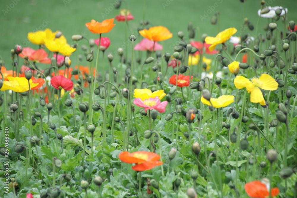 Blur photo of Colorful Flower meadow in Spring Blur photo of Colorful Flower meadow in Spring