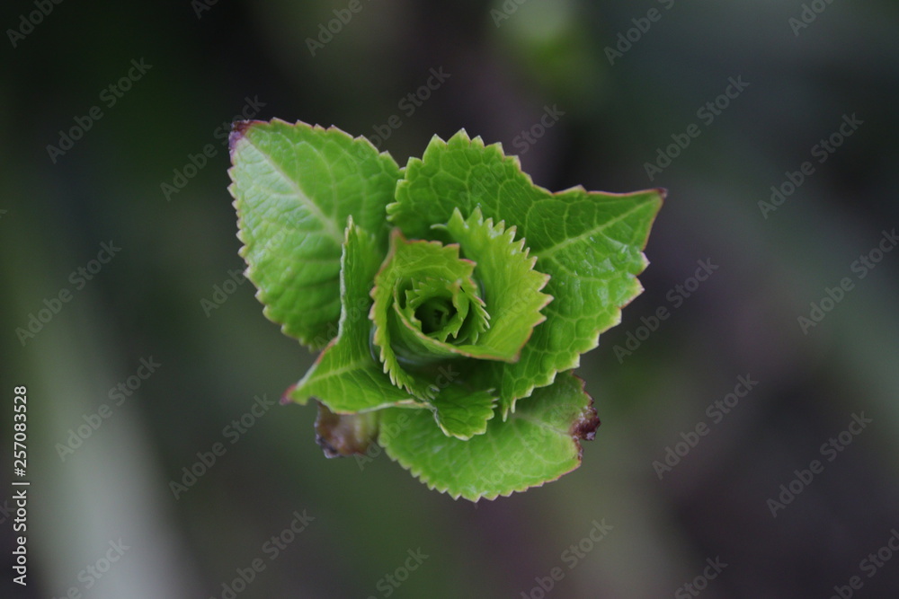 Budding Green Leaves in Spring, New Season is Coming, A Growing Season, A new Circle will Begin Budding Green Leaves in Spring, New Season is Coming, A Growing Season, A new Circle will Begin