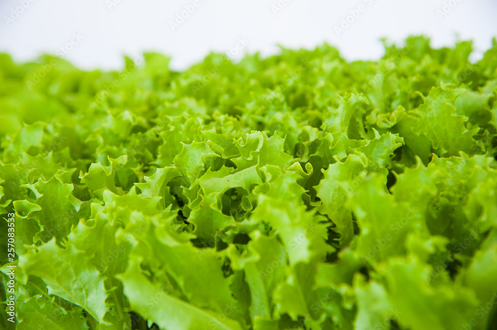 Small seedlings of lettuce Small seedlings of lettuce