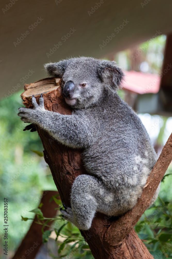 Obraz premium Koala (Phascolarctos cinereus)