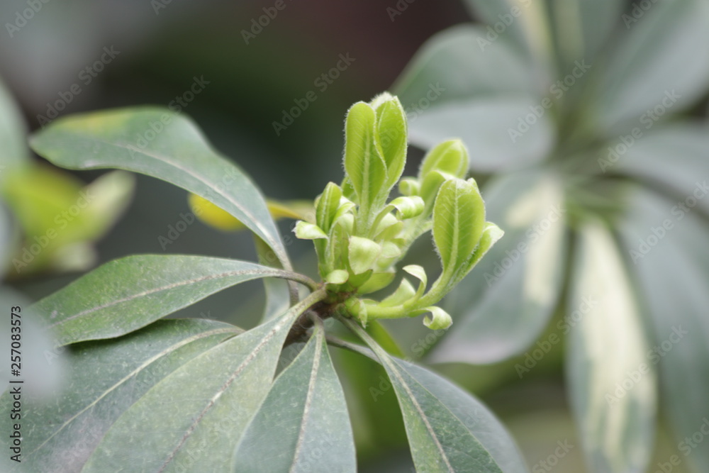 Budding Green Leaves in Spring, New Season is Coming, A Growing Season, A new Circle will Begin Budding Green Leaves in Spring, New Season is Coming, A Growing Season, A new Circle will Begin