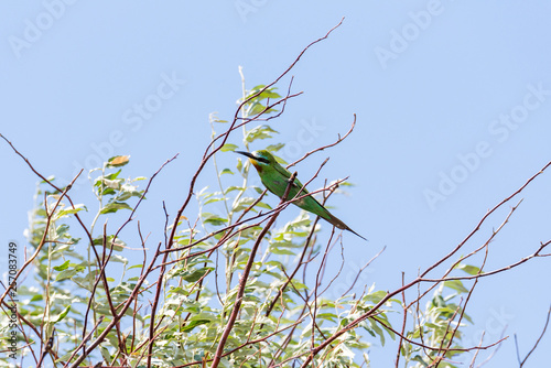 The blue-cheeked bee-eater (Merops persicus). A bird is sitting on a branch of a tree, on a background of blue sky. Chyornye Zemli (Black Lands) Nature Reserve, Kalmykia region, Russia. photo