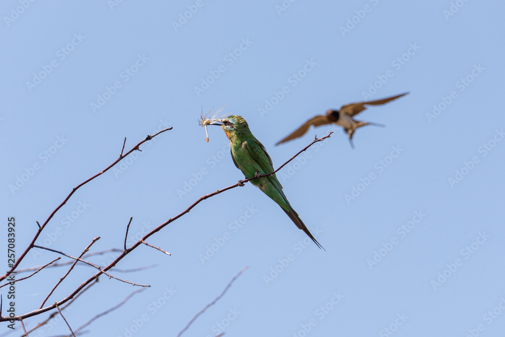 The blue-cheeked bee-eater (Merops persicus). A bird is sitting on a branch of a tree and holds a dragonfly in its beak. Chyornye Zemli (Black Lands) Nature Reserve, Kalmykia region, Russia. The blue-cheeked bee-eater (Merops persicus). A bird is sitting on a branch of a tree and holds a dragonfly in its beak. Chyornye Zemli (Black Lands) Nature Reserve, Kalmykia region, Russia.