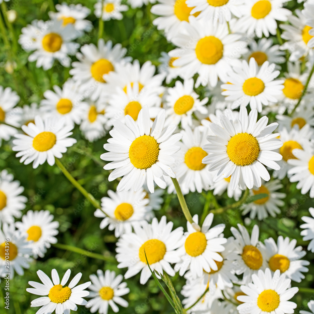 Blühende Wiesenmargeriten, Leucanthemum Blühende Wiesenmargeriten, Leucanthemum