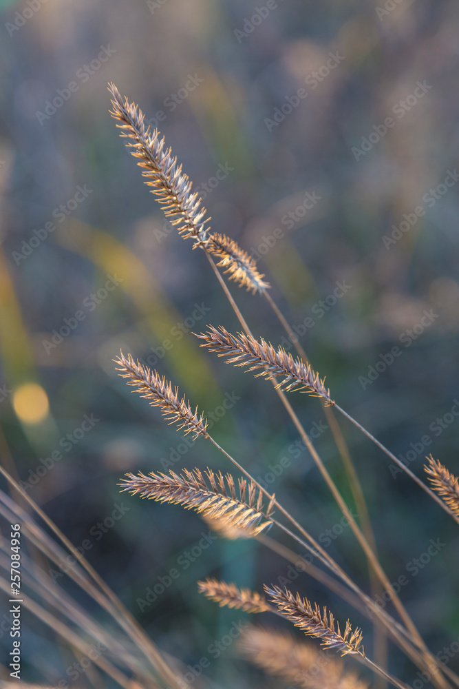 Fototapeta premium Dried flower on sunny autumn meadow