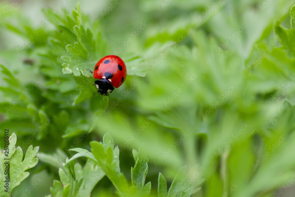 Fototapeta premium Glücksbringer Marienkäfer im frühlingsgrünen Gras auf Blattlaussuche