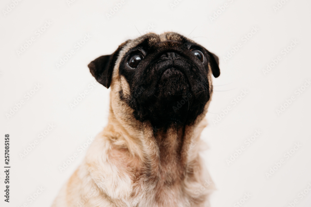 Obraz premium Adorable pug puppies