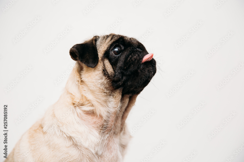 Obraz premium Adorable pug puppies