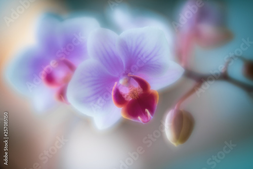 Orchid