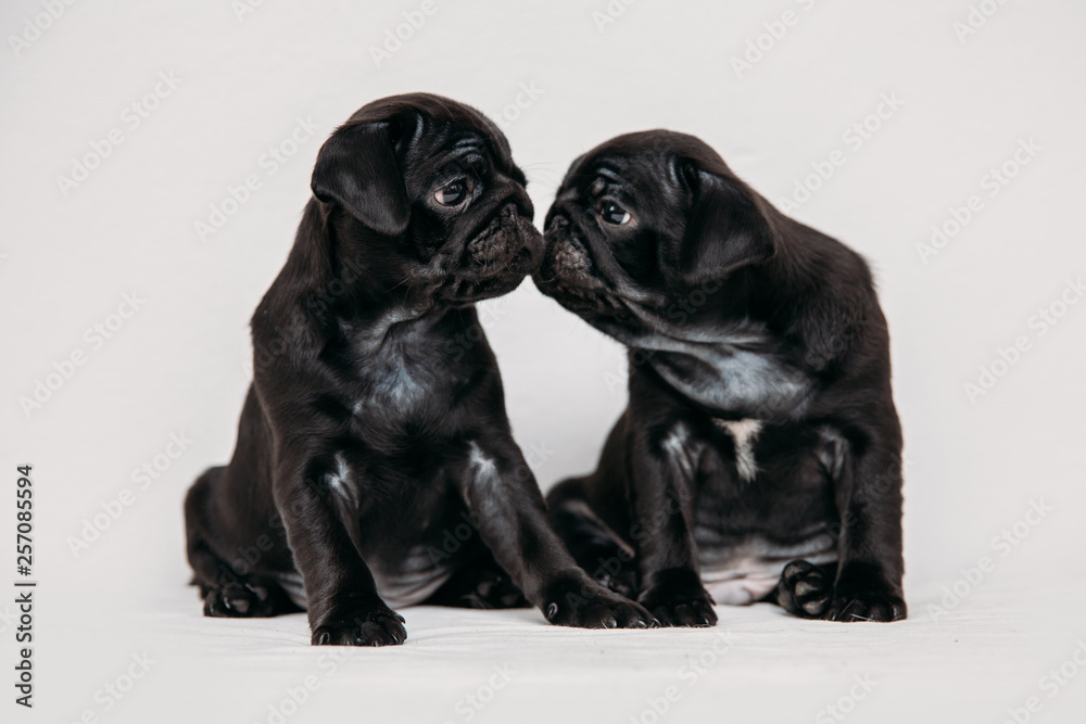Adorable pug puppies Adorable pug puppies