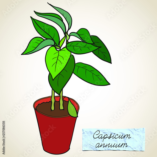 Two green seedlings in a pot, bell pepper or other young plant. Small label with Latin name of plant - Capsicum Annuum. Vector illustration