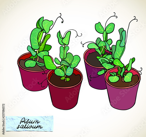 Four potted green seedlings of peas (beans). Small label with Latin name of plant - Pisum sativum. Vector illustration