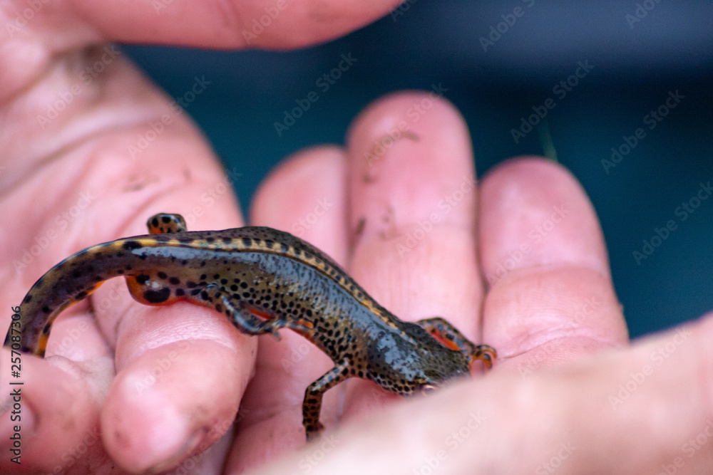 wild lebender bergmolch in kinderhand bei teicharbeiten im frühjahr wild lebender bergmolch in kinderhand bei teicharbeiten im frühjahr