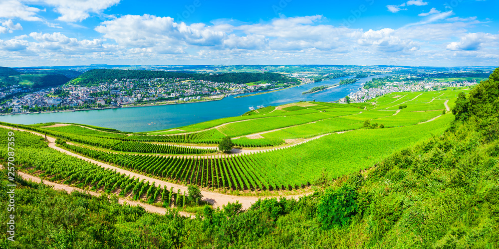 Fototapeta premium Rudesheim am Rhein Vineyards, Germany