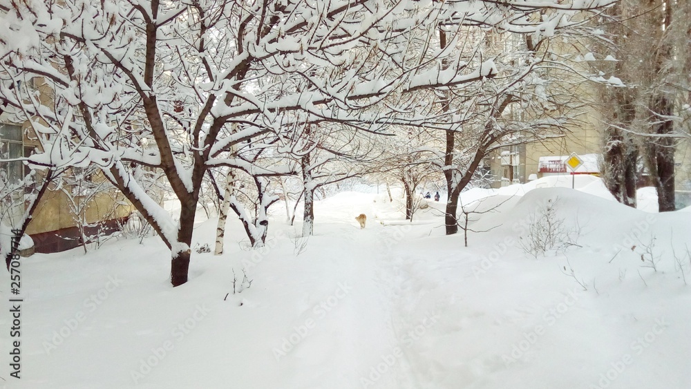 Obraz premium winter in the park