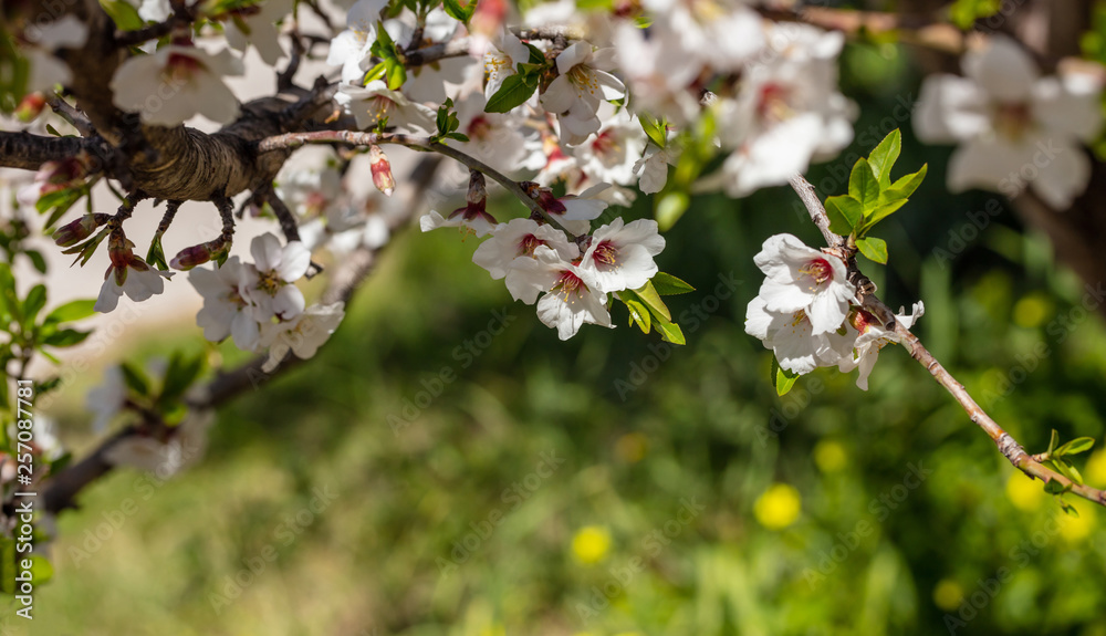 Spring, easter time. Almond tree blooming closeup view Spring, easter time. Almond tree blooming closeup view