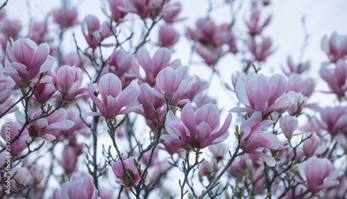 Spring, easter time. Magnolia tree blooming closeup view