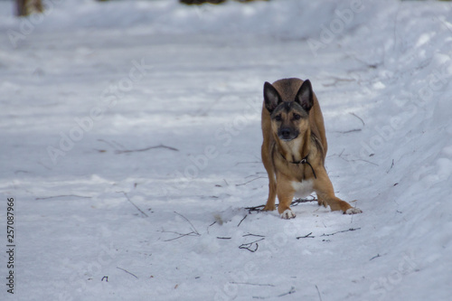 Dog on a walk in a winter park © KosshkaMebiusa