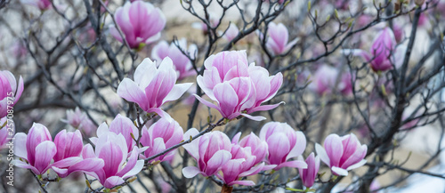 Spring, easter time. Magnolia tree blooming closeup view, banner