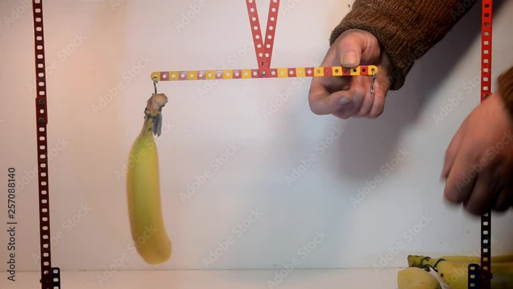 Demonstration of the principle of the lever - with bananas! On one side full arm length with one banana, on the other side various arm lengths with different number of bananas can maintain equilibrium