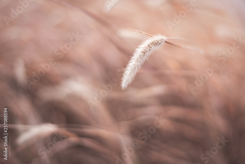 Wheat