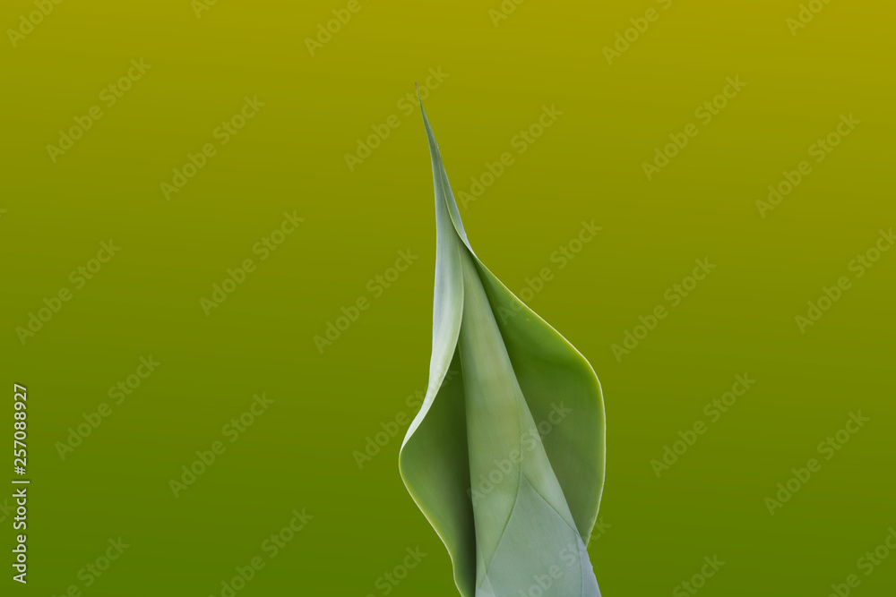 Obraz premium sensual agave frond backed by green and yellow gradient