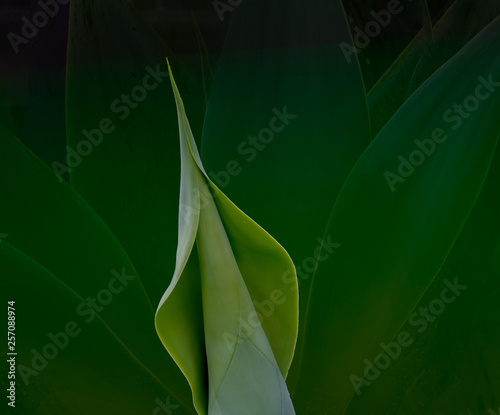 sensual sensuous agave closeup against muted indistinct background