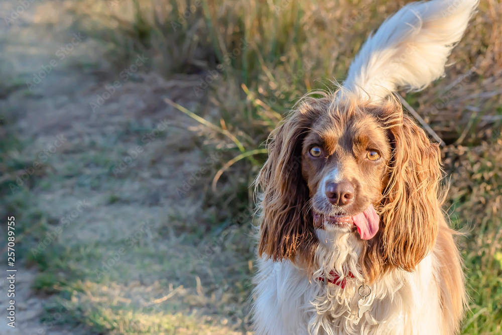 Portrait of cute cocker spaniel outdoor. Portrait of cute cocker spaniel outdoor.