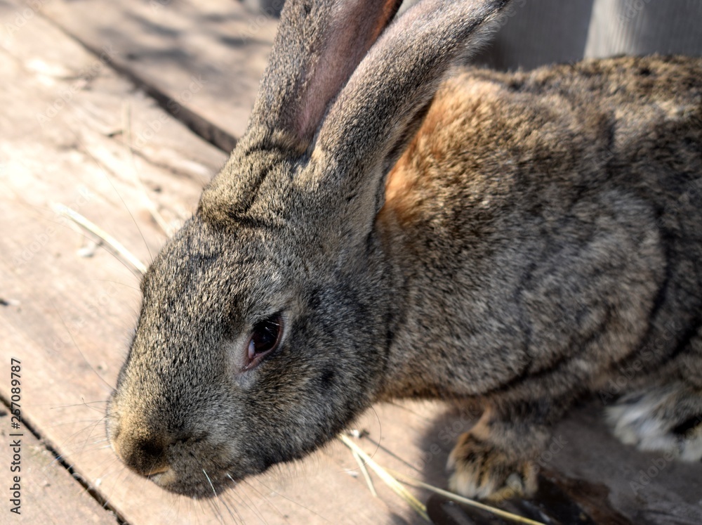 Zdjęcie Stock The Flemish Giant rabbit is a very large breed of