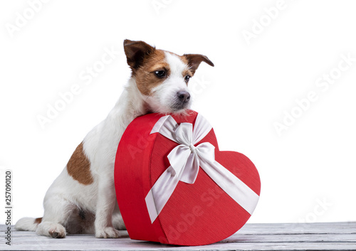 little dog jack russell terrier on a white background with a heart. Festive pet, February 14, spring, holiday © annaav