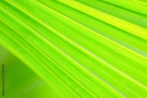 Close-up and long exposure effect of green fan palm leaf on blurred motion under sunlight in the morning  abstract of greenery nature background  for use wallpaper and backdrop on eco green concept.