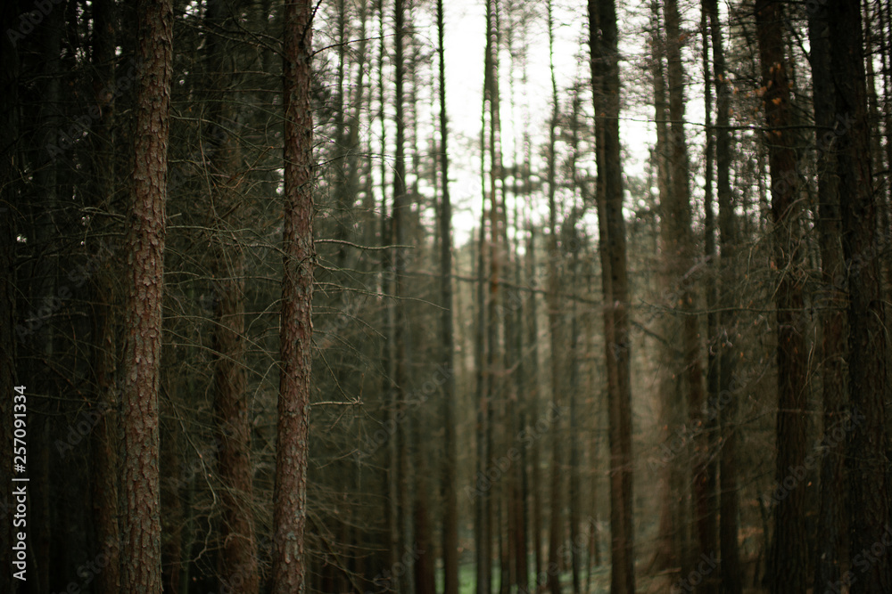 Autumn Forest Autumn Forest