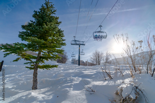 Fototapeta Naklejka Na Ścianę i Meble -  Lush tree against snow and ski lifts in Park City