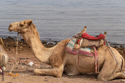 Head of the dromedary from the Sinai Peninsula. Arabian camel (Camelus dromedarius). The animal is used by Bedouins as beast of burden to transport tourist through the desert sand dunes.