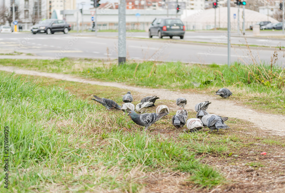 A little flock of pigeons A little flock of pigeons